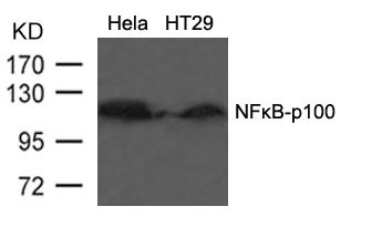 NFKB2 Antibody
