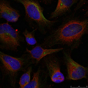 NFKB2 Antibody