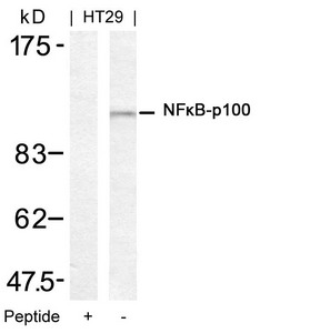 NFKB2 Antibody