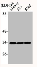 NFKBIA Antibody