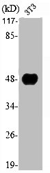 NFYC Antibody