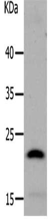 LCN2 Antibody