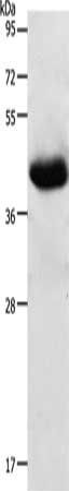 NGFR Antibody