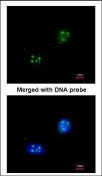 small nuclear ribonucleoprotein 13 Antibody