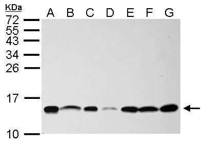 small nuclear ribonucleoprotein 13 Antibody