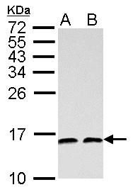small nuclear ribonucleoprotein 13 Antibody