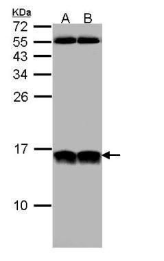 small nuclear ribonucleoprotein 13 Antibody
