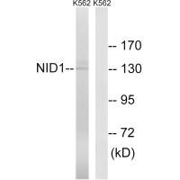 NID1 Antibody