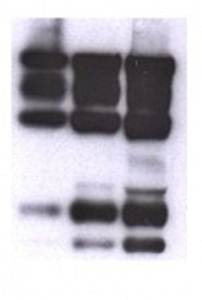 Nidogen/Enactin Monoclonal Antibody
