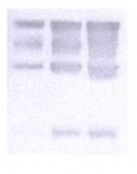 Nidogen/Enactin Monoclonal Antibody