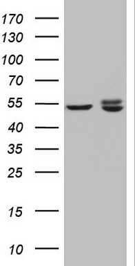 NIPP1 Antibody
