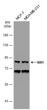 PITPNM family member 3 Antibody