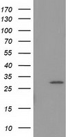 NIT2 Antibody