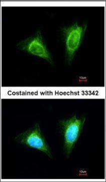 NKG2A antibody [N1N2], N-term