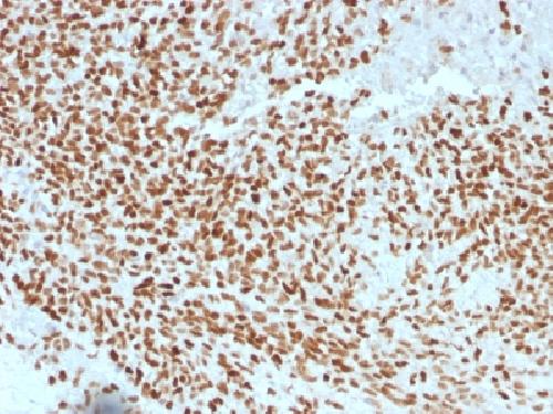 NKX2-2 Antibody