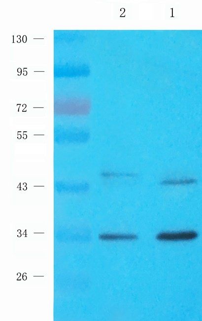 NKX2-5 Rabbit Polyclonal Antibody