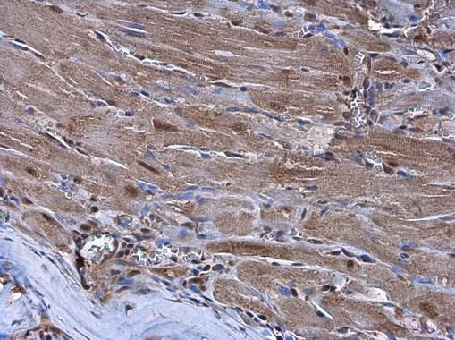 NK2 homeobox 5 Antibody