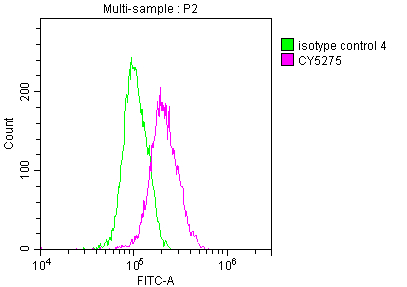 NKX2-1 Antibody
