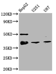 NKX2-1 Antibody