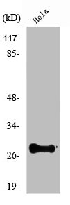 NKX2-6 Antibody