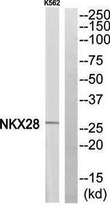 NKX28 Antibody