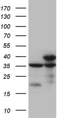 NKX3-1 Antibody