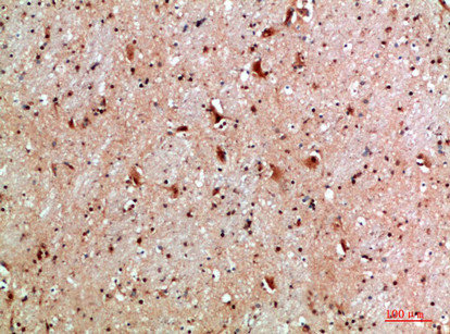NLRX1 Antibody