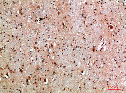 NLRX1 Antibody
