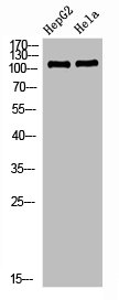 NLRX1 Antibody