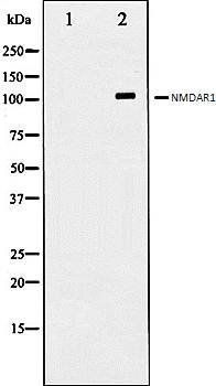 NMDAR1 Antibody