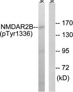 NMDAR2B (Phospho-Tyr1336) Antibody