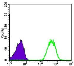NME1 Antibody