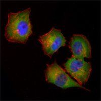 NME1 Antibody