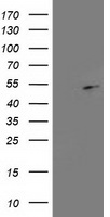 NMNAT1 Antibody