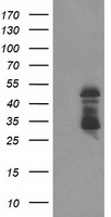 NNMT Antibody