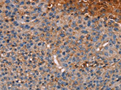 NOC2L Antibody