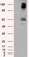 NOG Antibody