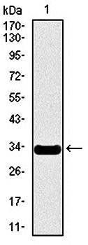 NOS2 Antibody