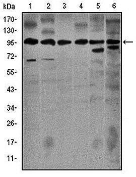 NOS2 Antibody