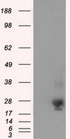 NOTCH1 Antibody