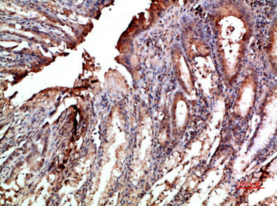 NOX1 Antibody
