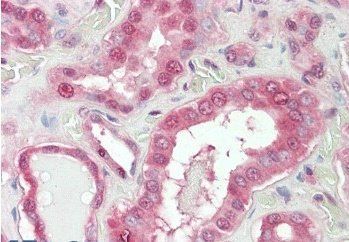 Goat anti-NOX1 Antibody