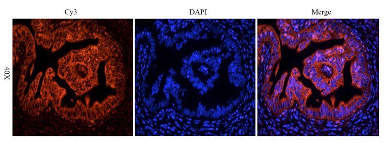 NOX1 Rabbit Polyclonal Antibody