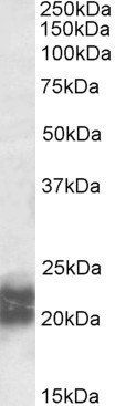 Goat anti-NPC2 Antibody