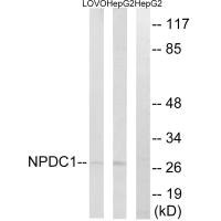 NPDC1 Antibody