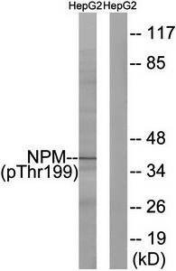 NPM (Phospho-Thr199) Antibody