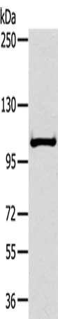 NPR2 Antibody