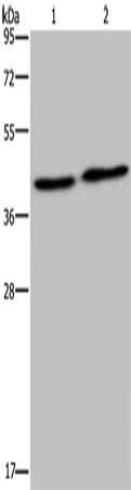 NPRL2 Antibody