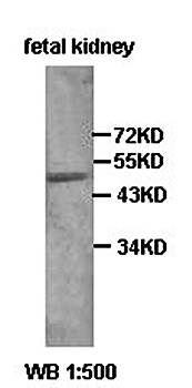 NPSR1 Rabbit Polyclonal Antibody