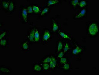 NPTX1 Antibody